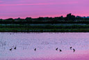 BUITEN BEELD Foto: 245679