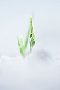 BUITEN BEELD Foto: 245743