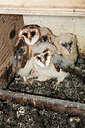 BUITEN BEELD Foto: 245926