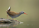 BUITEN BEELD Foto: 245987
