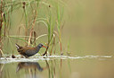 BUITEN BEELD Foto: 245990