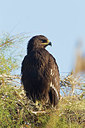 BUITEN BEELD Foto: 245996