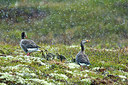 BUITEN BEELD Foto: 246024