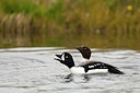 BUITEN BEELD Foto: 246025