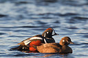 BUITEN BEELD Foto: 246054