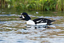 BUITEN BEELD Foto: 246056