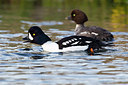BUITEN BEELD Foto: 246057