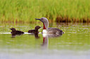 BUITEN BEELD Foto: 246067