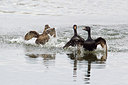 BUITEN BEELD Foto: 246075