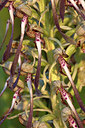 BUITEN BEELD Foto: 246094