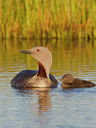 BUITEN BEELD Foto: 246095