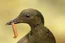 BUITEN BEELD Foto: 246112