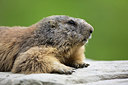 BUITEN BEELD Foto: 246125