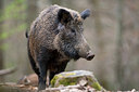BUITEN BEELD Foto: 246136