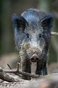 BUITEN BEELD Foto: 246143