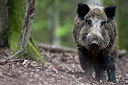 BUITEN BEELD Foto: 246147