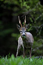 BUITEN BEELD Foto: 246154