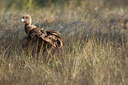 BUITEN BEELD Foto: 246310