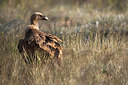 BUITEN BEELD Foto: 246311