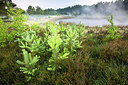 BUITEN BEELD Foto: 246334