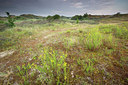 BUITEN BEELD Foto: 246345