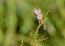 BUITEN BEELD Foto: 246360
