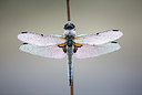 BUITEN BEELD Foto: 246372