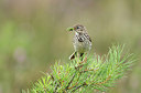 BUITEN BEELD Foto: 246392