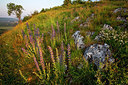 BUITEN BEELD Foto: 246451