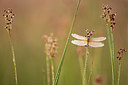 BUITEN BEELD Foto: 246461