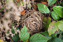 BUITEN BEELD Foto: 246549