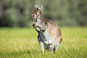 BUITEN BEELD Foto: 246587