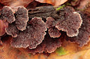 BUITEN BEELD Foto: 246621