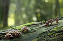 BUITEN BEELD Foto: 246632