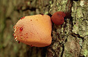 BUITEN BEELD Foto: 246634