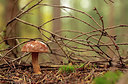 BUITEN BEELD Foto: 246637