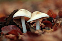 BUITEN BEELD Foto: 246643