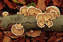 BUITEN BEELD Foto: 246653
