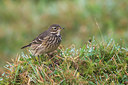 BUITEN BEELD Foto: 246670