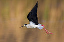 BUITEN BEELD Foto: 246732