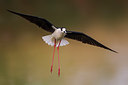 BUITEN BEELD Foto: 246735