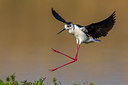 BUITEN BEELD Foto: 246738