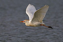 BUITEN BEELD Foto: 246783