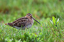 BUITEN BEELD Foto: 246792