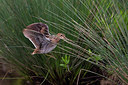 BUITEN BEELD Foto: 246794