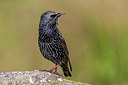 BUITEN BEELD Foto: 246801