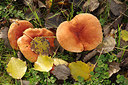 BUITEN BEELD Foto: 246837