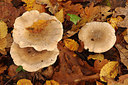 BUITEN BEELD Foto: 246847