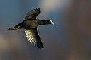 BUITEN BEELD Foto: 246855