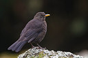 BUITEN BEELD Foto: 246865